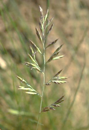 Inflorescence : panicule d'épillets, longue de 5 - 15 cm, verte ou teintée de violet.