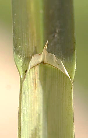 Ligule longue de 3 - 6 mm, membraneuse, parfois apiculée.