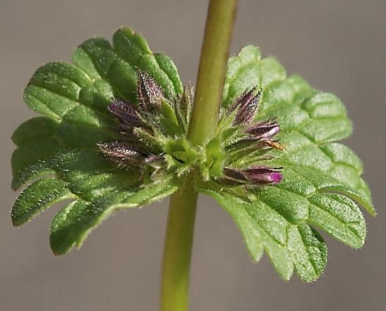 Bractées sessiles, semi-circulaires, embrassantes, incisées en éventail.