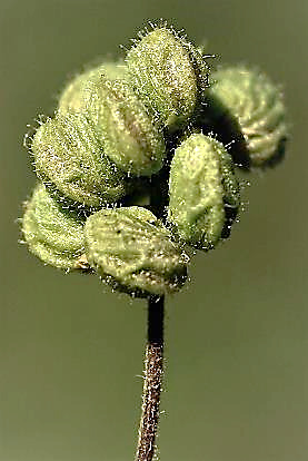 Fruits : gousses, réniformes, à bourrelets en réseau, glabres ou velues, sans épines.