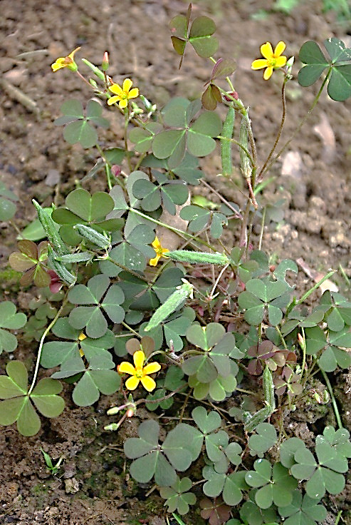 Oxalis à petites cornes