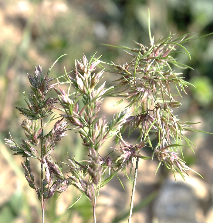 Inflorescences de la variété vivipare.