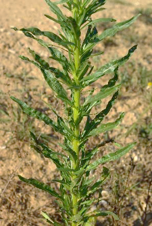 Feuilles caulinaires alternes, entières et ondulées.