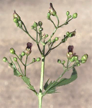 Inflorescence : panicule de cymes, terminale.