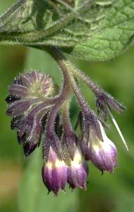 Inflorescence : cyme scorpioïde, terminale, pendante.