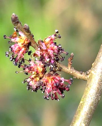 Inflorescence: glomérules, formés de fleurs purpurines, à étamines saillantes.