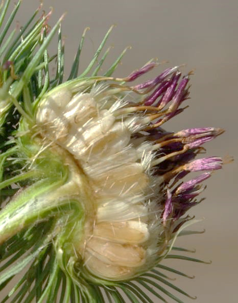 Fruits : akènes, longs de 6 - 8 mm. Aigrette longue de 2 mm, rapidement caduque.