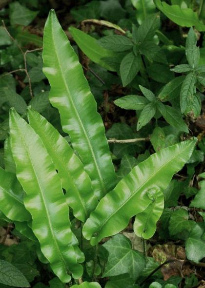 Frondes en forme de ruban, luisantes, persistantes en hiver, avec 2 oreillettes arrondies à la base.