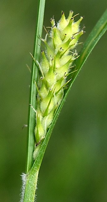 Utricules longs de 5 - 7 mm, très velus.