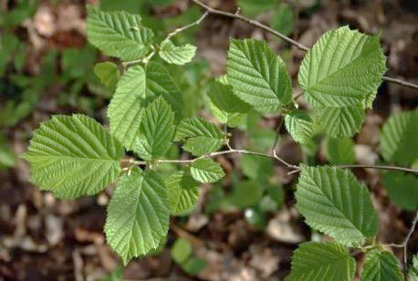 Feuilles ovales, presque orbiculaires, doublement dentées, velues, cordées à la base.