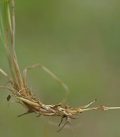 Rhizomes plus ou moins développés.