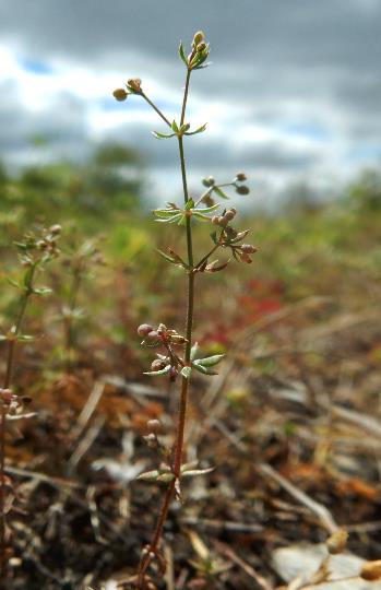 Inflorescence : panicule pyramidale plus ou moins allongée, à rameaux courts.
© Richard COUSIN