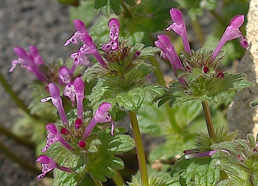 Inflorescence : cyme verticillée compacte, à 5 - 10 fleurs pourpre clair, à long tube droit (> 1 cm).