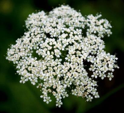 Inflorescence : ombelle d'ombellules, à 10 - 12 (20) rayons. Fleurs à 5 pétales blancs, les périphériques à peine plus grands que les autres.