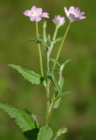 Inflorescence : grappe, allongée.