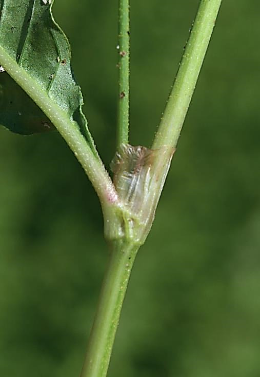 Ochréa membraneux, non bordé de cils.