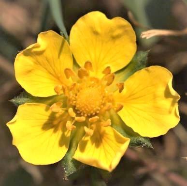 Fleur solitaire à long pédoncule et à 5 pétales jaune vif.