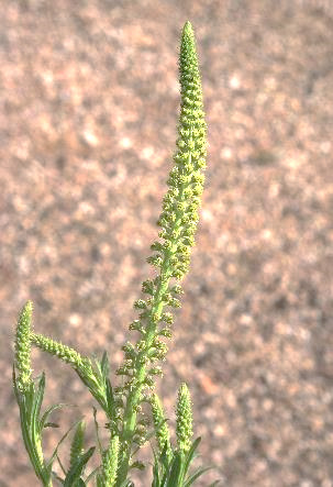 Inflorescence : grappe, très allongée, en forme d'épi.