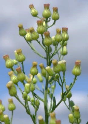 Inflorescence : panicule, dense, ovoïde, de capitules à fleurs périphériques ligulées non visibles.