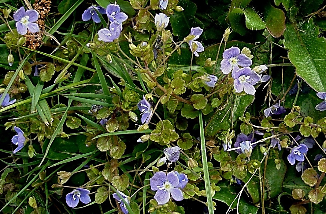 Véronique filiforme