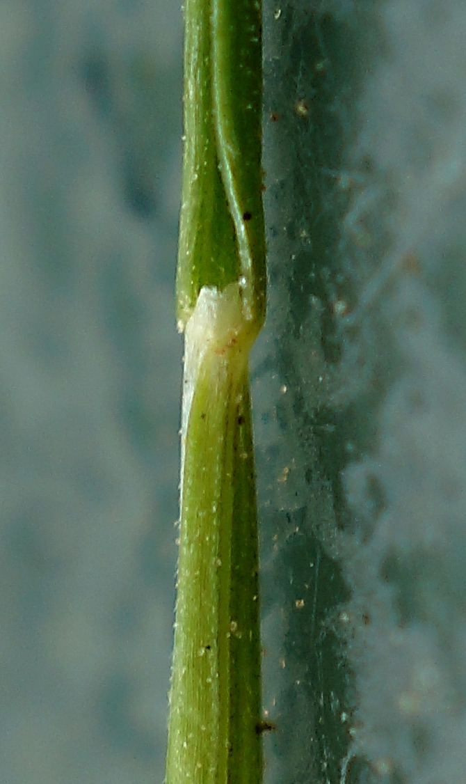 Ligule membraneuse très courte (0,3 mm).