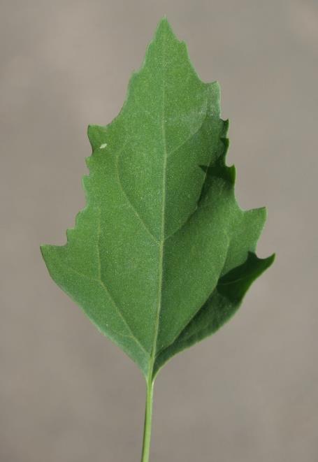 Limbe des feuilles très variable. Feuille de la base dentée, rhomboïdale.