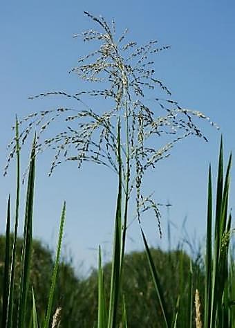 Inflorescence : panicule d'épillets, très ample, étalée.