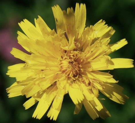 Inflorescence : capitule terminal de fleurs toutes ligulées, jaunes.