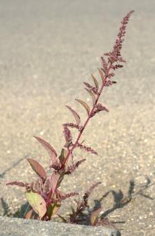 Chénopode à nombreuses graines