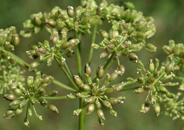 Fruits : akènes, ovoïdes, longs de 3 - 4 mm, à côtes plus ou moins nettes.