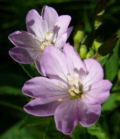 Fleurs rose-lilas, petites (Ø 5 - 8 mm), à 4 pétales échancrés. Style à 4 stigmates étalés en croix.
© Jean PRIEUR