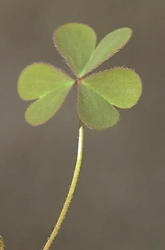 Feuille à 3 folioles en forme de cur.