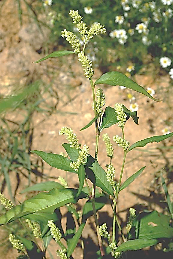 Inflorescence : grappe d'épis. Ceux-ci denses, penchés ou dressés.