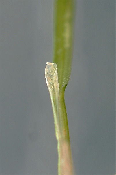 Ligule membraneuse, allongée (3 - 4 mm).