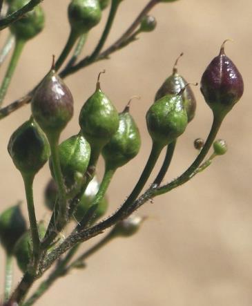 Fruits : capsules, globuleuses, un peu coniques.