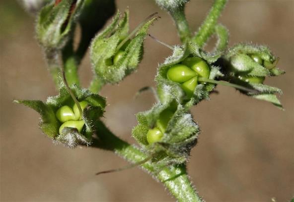 Fruits : akènes, lisses et luisants. Souvent 3 sur 4 seulement développés.