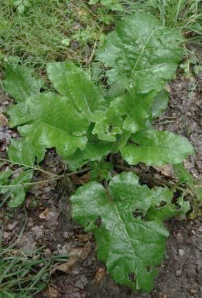 Feuilles plus petites que celles de la Grande bardane, d'un vert plus foncé et non blanchâtres dessous.