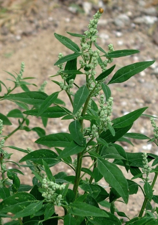 Feuilles du haut entières, plus allongées.