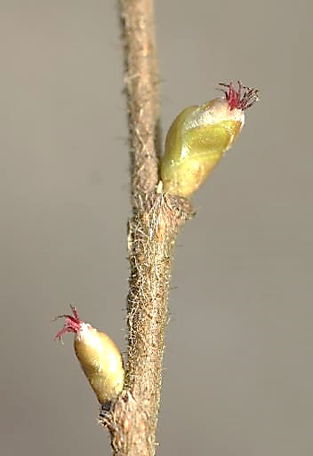 Fleurs femelles par 1 - 5 dans un bourgeon d'où ne dépassent que les stigmates rouges.