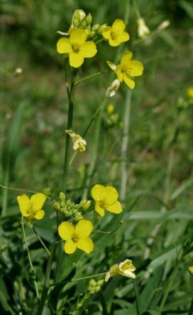 Inflorescence : grappe, plus ou moins allongée et lâche.