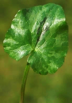 Feuille vert sombre, luisante, cordée à la base, parfois maculée de taches brun-noir.