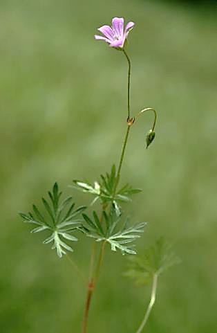 Géranium colombin