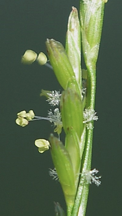 Lemmes de 3 - 4 mm, sans arêtes, avec au moins 7 nervures saillantes.