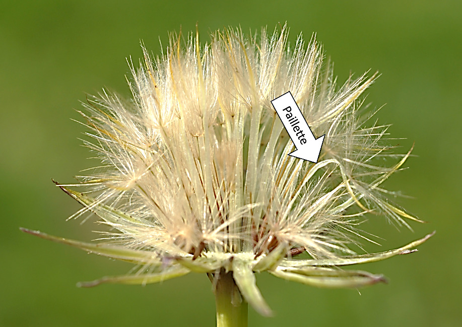 Fruits : akènes, à long bec, de taille variable (les plus longs vers le centre), entremêlés de paillettes.