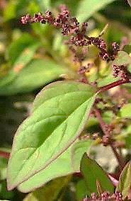 Feuille à peine «farineuse» (voir le Chénopode blanc), entière, bordée d'un liséré rouge.