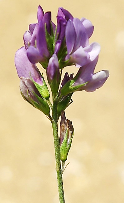 Inflorescence : grappe axillaire, sur un pédoncule plus long que la feuille adjacente.