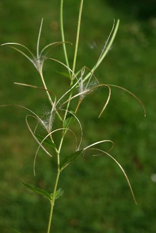 Fruits : capsules, pubescentes.