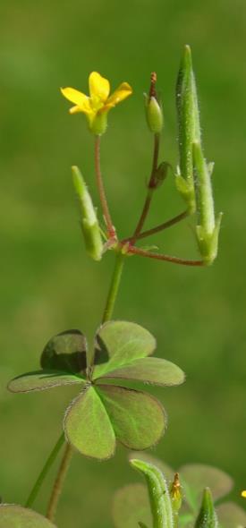 Inflorescence : cyme en forme d'ombelle. Pédicelles des fruits réfléchis à maturité.