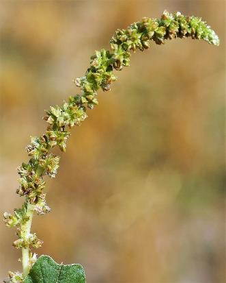 Inflorescence en général formée d'une panicule terminale en forme d'épi.