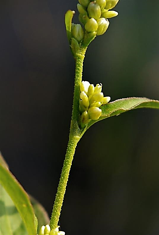 Pédoncule floral portant des glandes jaunâtres proéminentes.